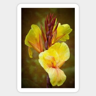 Yellow Lilies - Canna Lilies Sticker